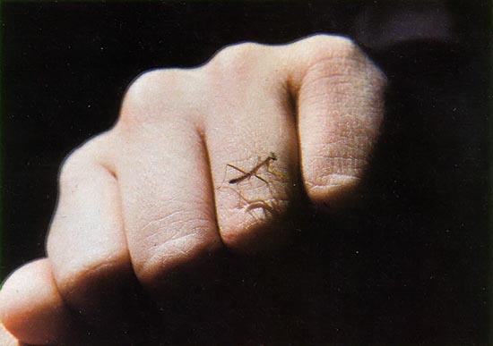 
A baby mantis is about the size of an adult man's knuckle. 
